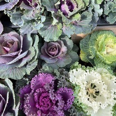 ハボタンの画像