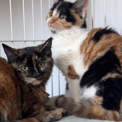 避妊済み♡少し長毛ミケ猫3ヶ月•サビ美人3姉妹♡