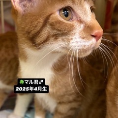 11月9日（日）譲渡会🏠小郡市力武13-7🍀13時〜17時！人な...