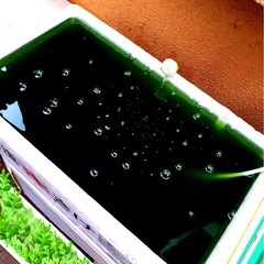 グリーン🩲ウォーター最強濃度.メダカ飼育にmax【1,500ml 】の画像