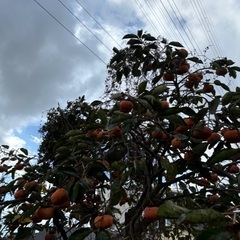 （早い者勝ち）かたい柿18個500円の画像