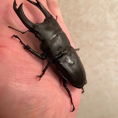 オオクワガタ能勢産YG♂82.5の画像