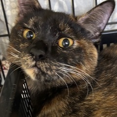 11月9日（日）小郡市力武13-7🏠譲渡会💖13時〜20匹以上の...