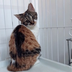 美人すぎキジミケちゃん避妊済み3ヶ月♡中毛ミケ•サビちゃん…