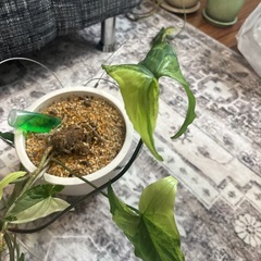 シンゴニウム　マーブル　観葉植物の画像