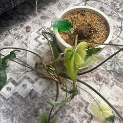 シンゴニウム　マーブル　観葉植物の画像