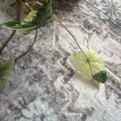 シンゴニウム　マーブル　観葉植物の画像