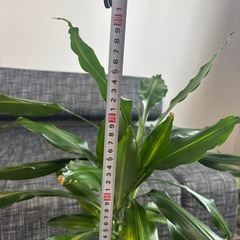 ドラセナ　観葉植物の画像