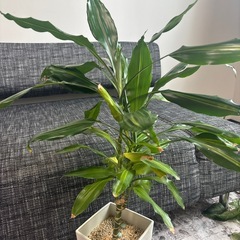 ドラセナ　観葉植物の画像
