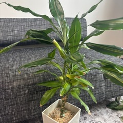 ドラセナ　観葉植物の画像