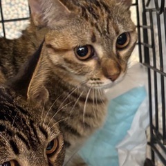 11月9日（日）💖譲渡会💖小郡市力武13-7🏠13時〜17時🐾参...