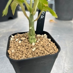 ドルステニア　ジプソフィラの画像