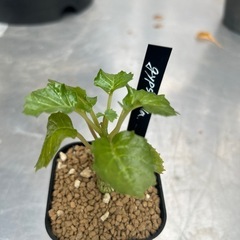 ドルステニア　ジプソフィラの画像