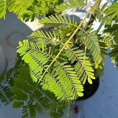 オオゴチョウの画像