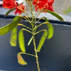 オオゴチョウの画像