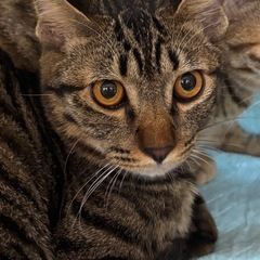 11月9日（日）🍀譲渡会🏠13時〜参加猫は20匹以上💠小郡市力武...