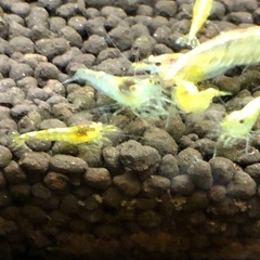 シュリンプの画像