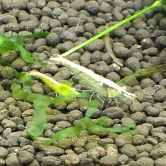 シュリンプの画像