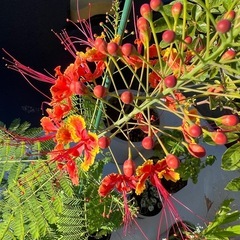 オオゴチョウの画像