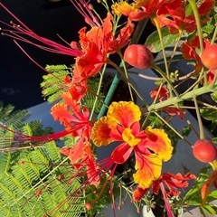 オオゴチョウの画像