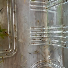 🉐30匹　レッドチェリーシュリンプの規格外　透明　薄いオレンジの画像