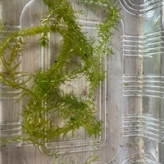 🉐30匹　レッドチェリーシュリンプの規格外　透明　薄いオレンジの画像