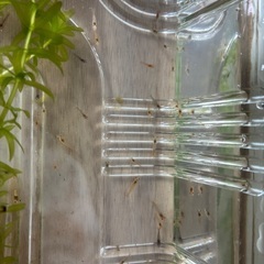 🉐30匹　レッドチェリーシュリンプの規格外　透明　薄いオレンジの画像