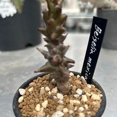 ベイセリア　メキシカーナの画像