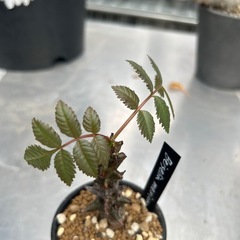 ベイセリア　メキシカーナの画像