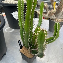 ムランジーナの画像