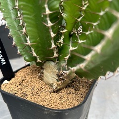 ムランジーナの画像