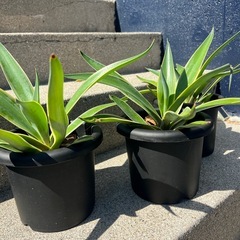 アガベ・ベネズエラ（リュウゼツラン）の画像