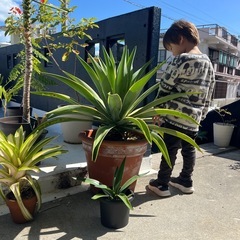 アガベ・ベネズエラ（リュウゼツラン）の画像