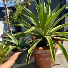 アガベ・ベネズエラ（リュウゼツラン）の画像