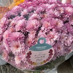 ガーデンマムの画像