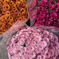 ガーデンマムの画像