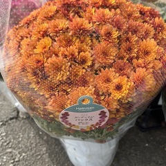 ガーデンマムの画像