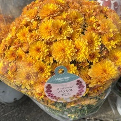 ガーデンマムの画像