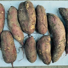 さつまいも(紅はるか)④
の画像