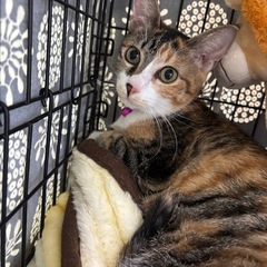 11月9日（日）💖譲渡会に20匹以上参加します💖小郡市力武13-...