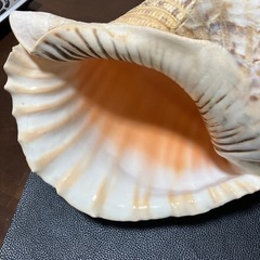 加熱式タバコホルダー用・巨大ホラ貝型ジャケットの画像