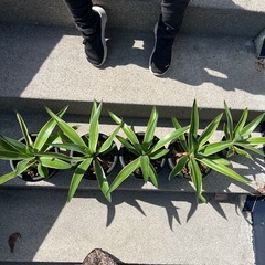 アガベ・ベネズエラ（リュウゼツラン）の画像