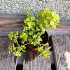 黄金丸葉万年草　抜き苗の画像