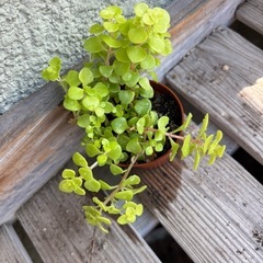 黄金丸葉万年草　抜き苗の画像