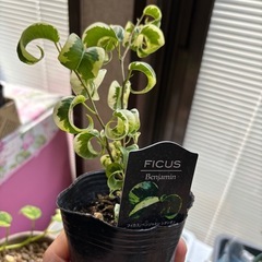 フィカス ベンジャミン シタシオンの画像