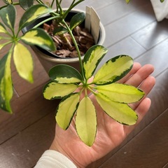 値下げ！超美苗・大苗！鉢ごと・斑入りシェフレラ（カポック）観葉植物の画像