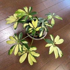 値下げ！超美苗・大苗！鉢ごと・斑入りシェフレラ（カポック）観葉植物の画像