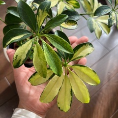 値下げ！超美苗・大苗！鉢ごと・斑入りシェフレラ（カポック）観葉植物の画像