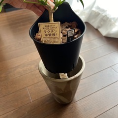 値下げ！超美苗・大苗！鉢ごと・斑入りシェフレラ（カポック）観葉植物の画像