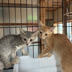 ハンサムな３兄弟☆ピール♂☆モン♂☆ブラン♂  ３ヶ月